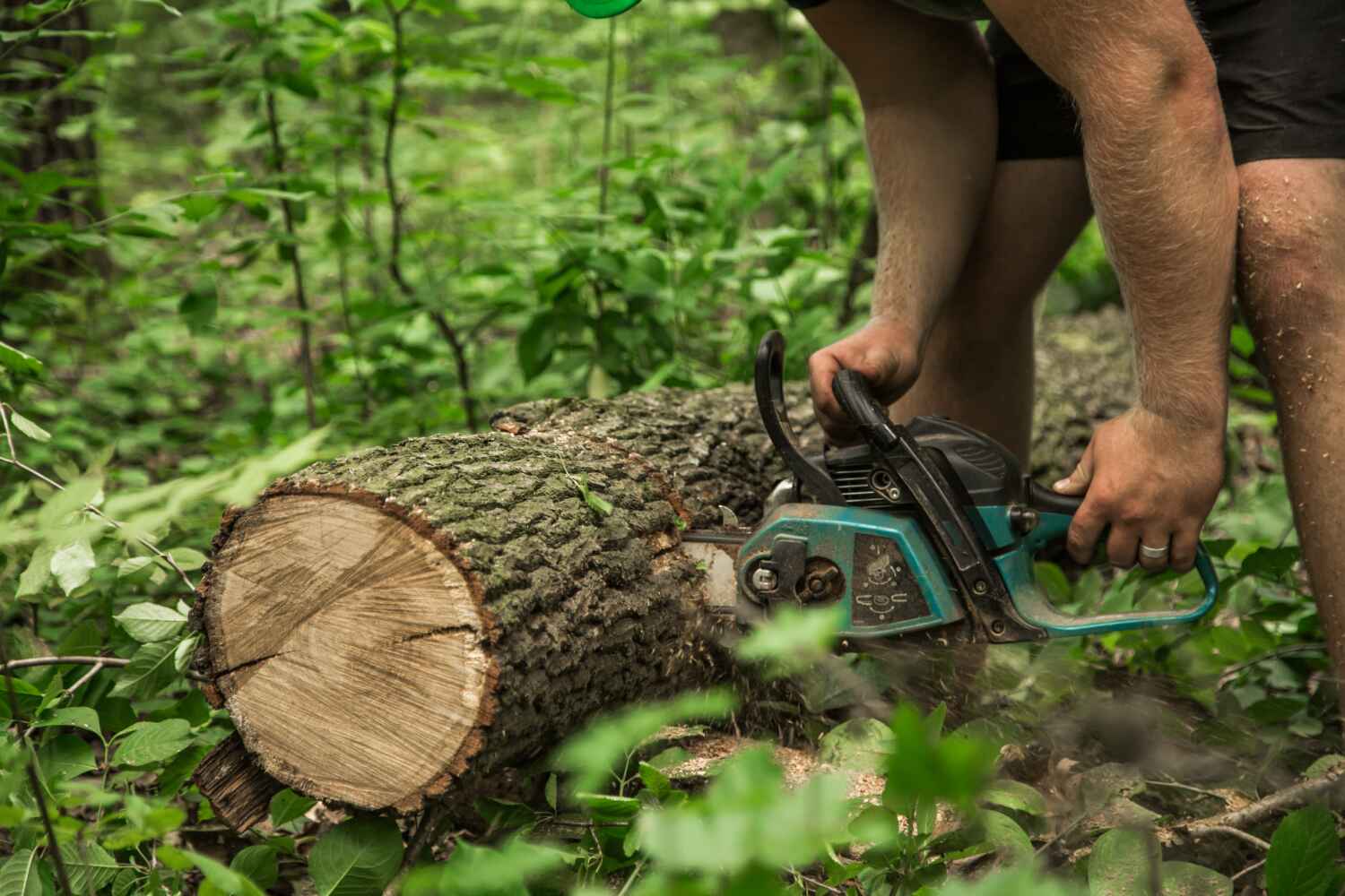 The Steps Involved in Our Tree Care Process in Harrisville, PA